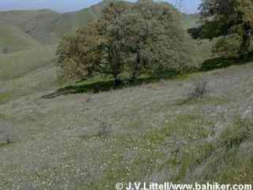 Padre's shooting stars dotting the hillside
