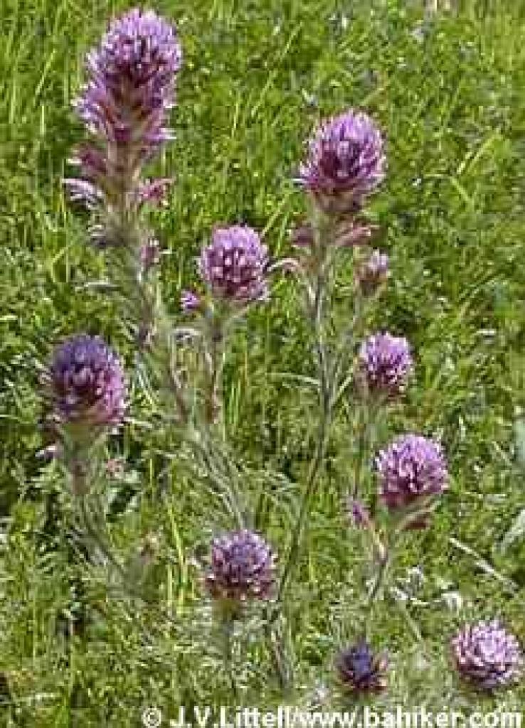 Owl's clover photo