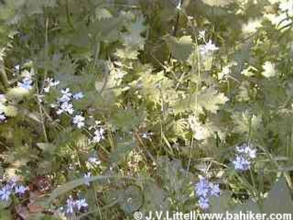 Woodland star photo