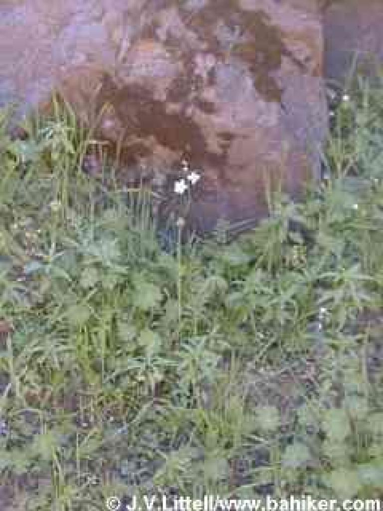 Woodland star photo