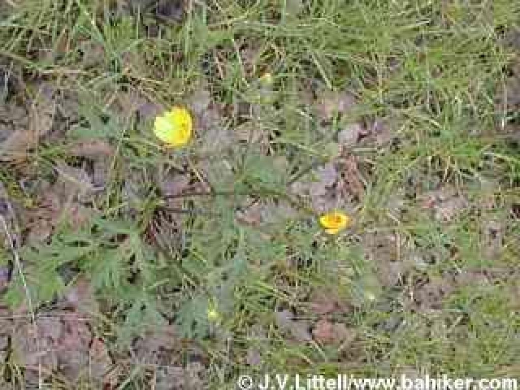California buttercup photo