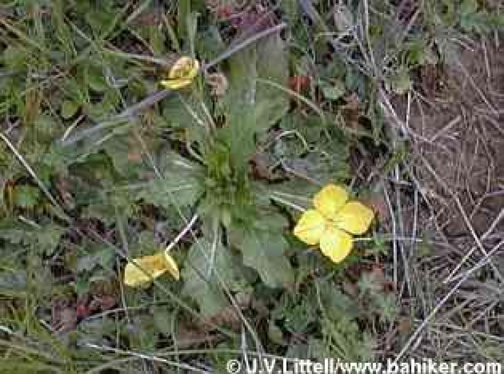 Suncups photo