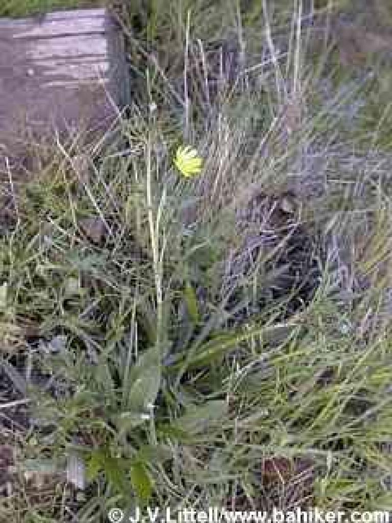 California buttercup photo