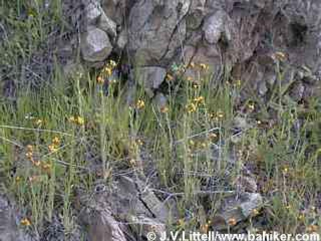 Fiddlenecks photo