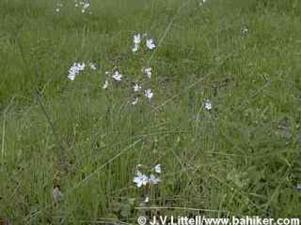 Woodland star photo
