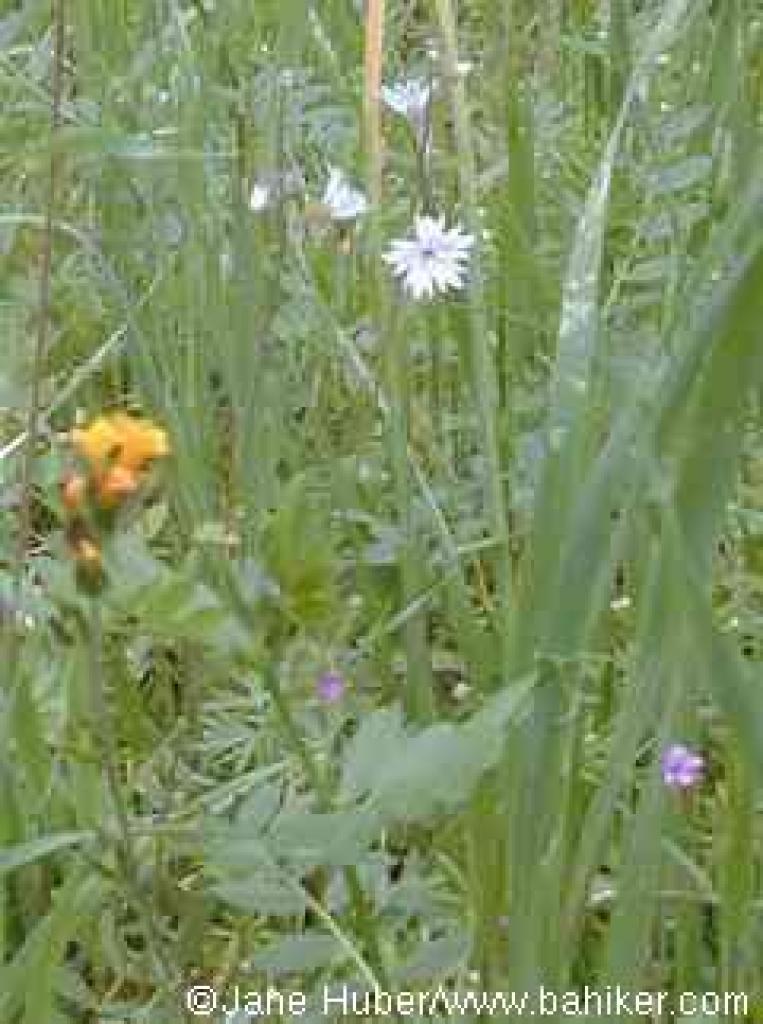 Woodland star