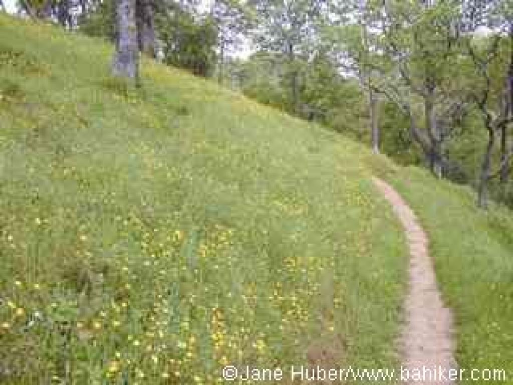 Along the trail at Mount Wanda