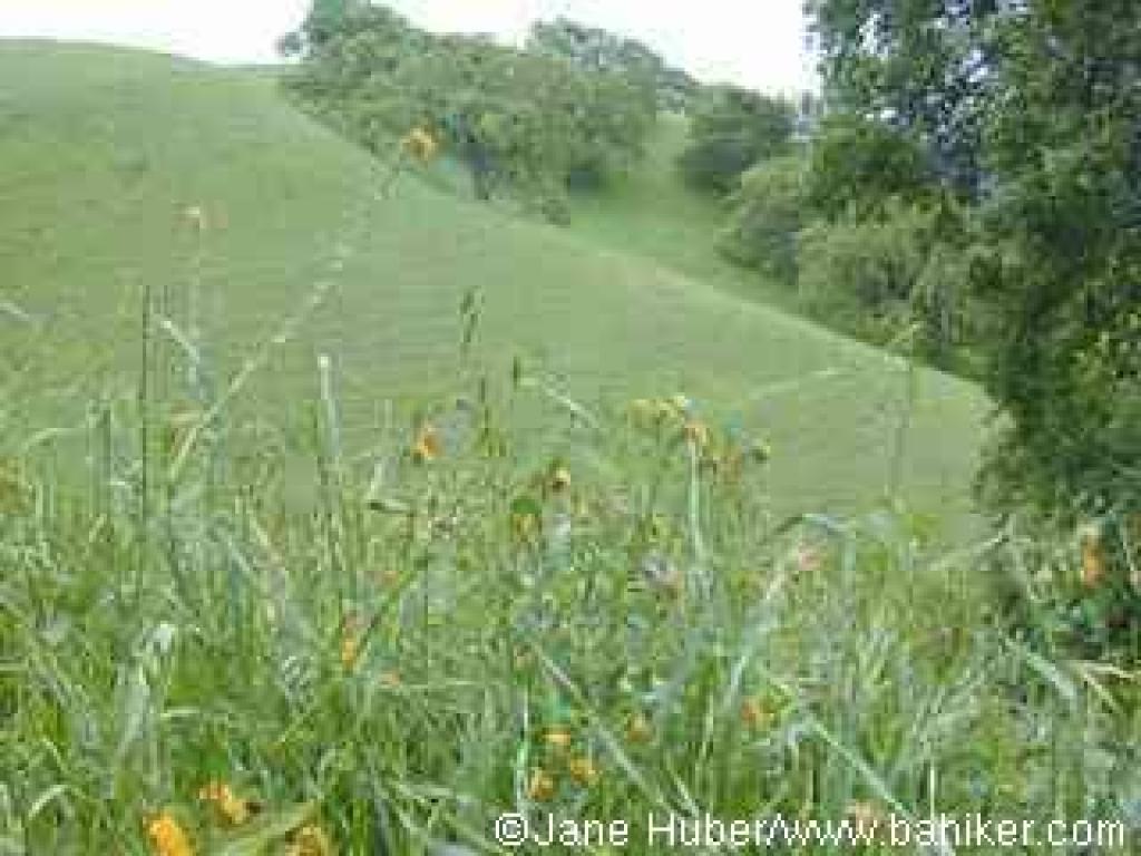 Fiddlenecks