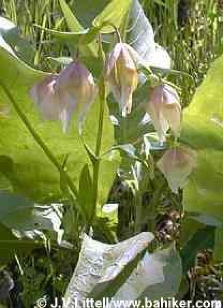 Fairy lantern photo