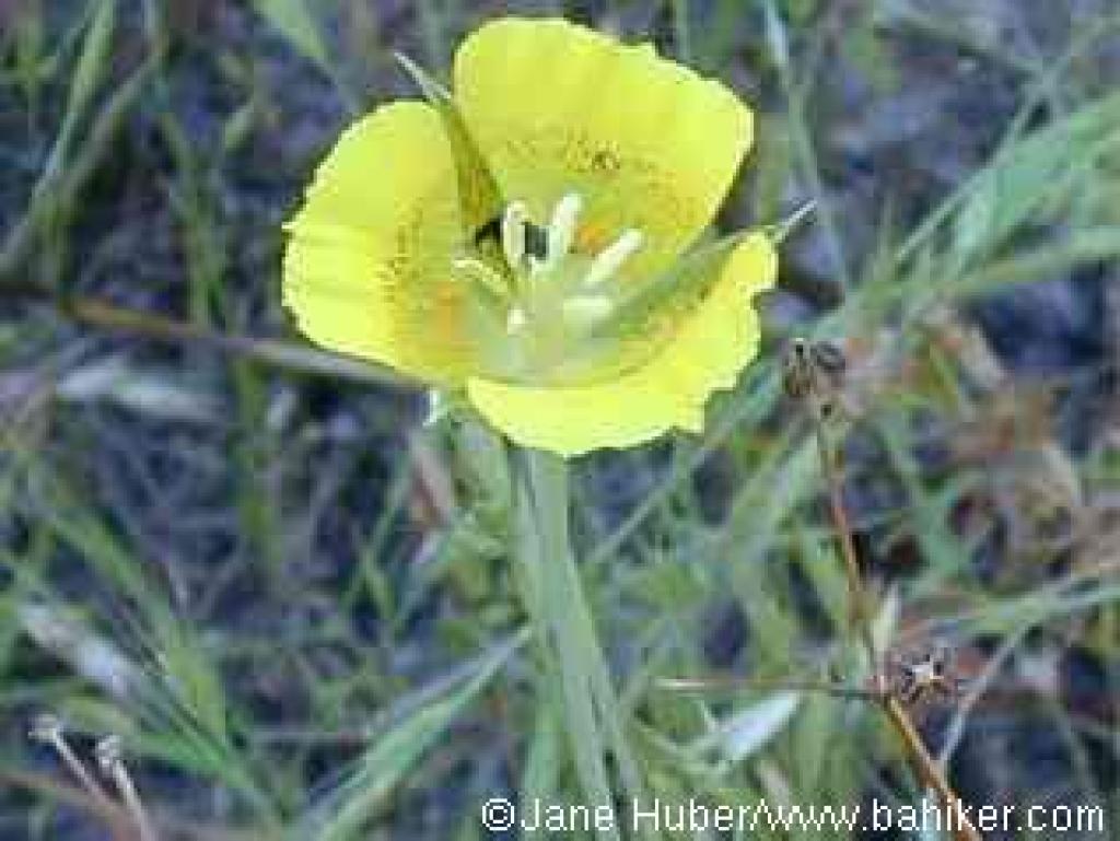 Yellow mariposa lily