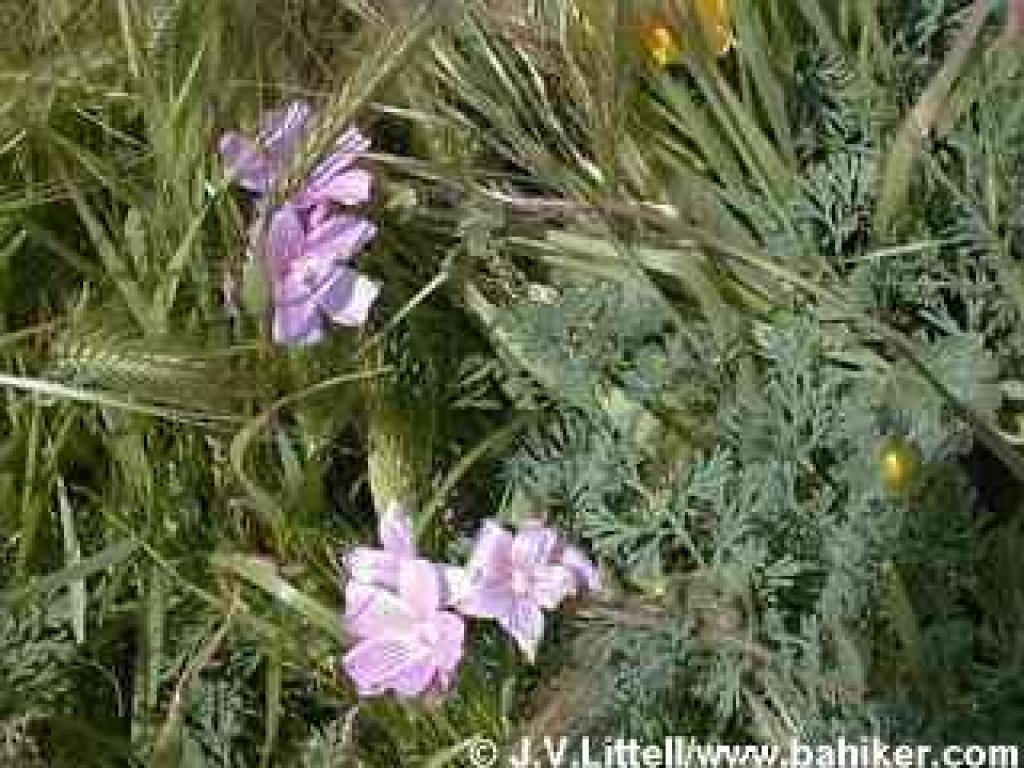 Checker-blooms photo