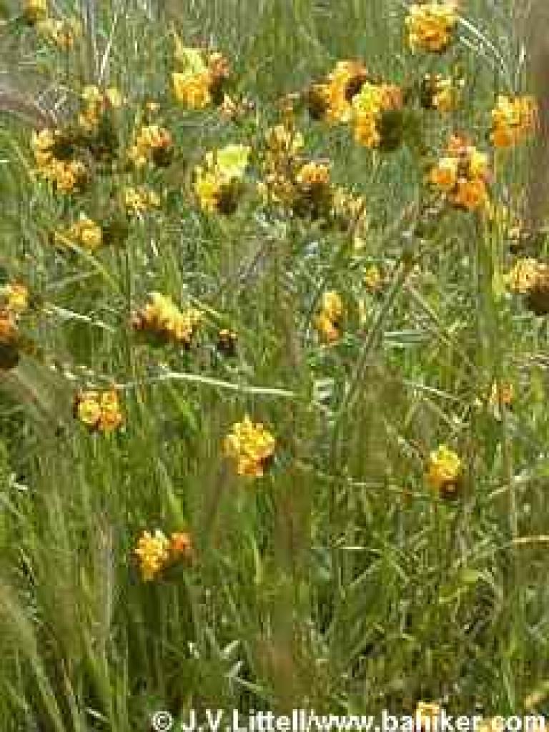 Fiddlenecks photo