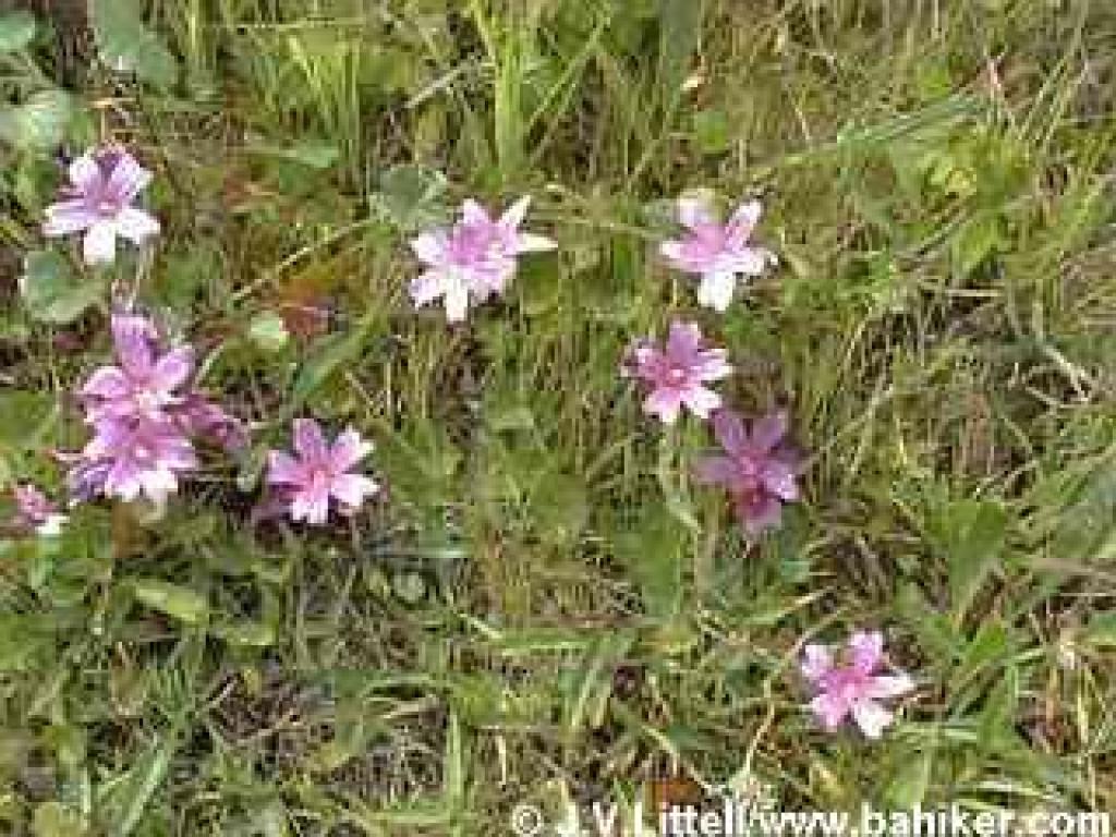 Checker-bloom flowers