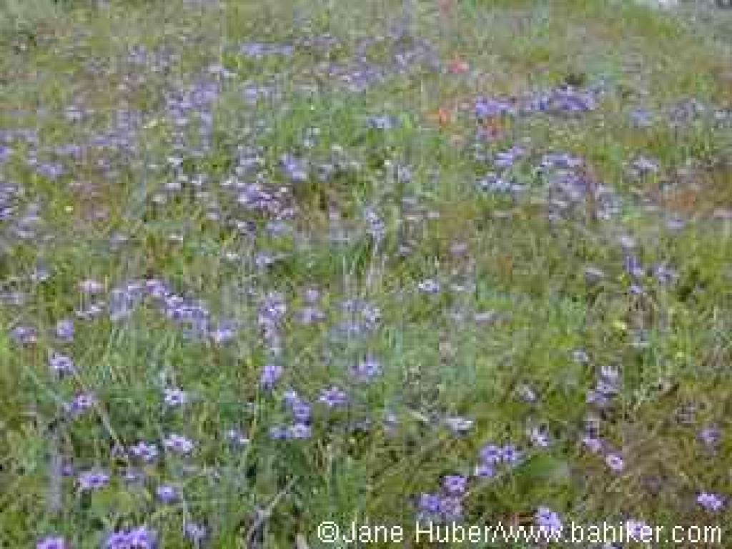 Blue-eyed grass