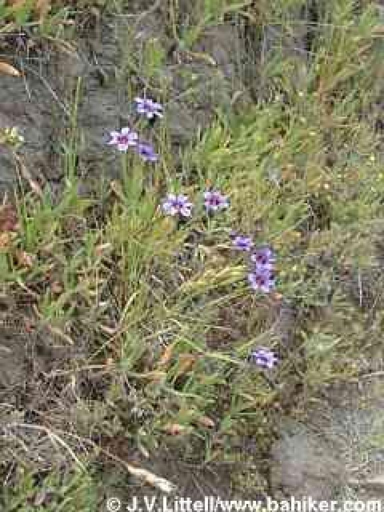 Blue-eyed grass photo