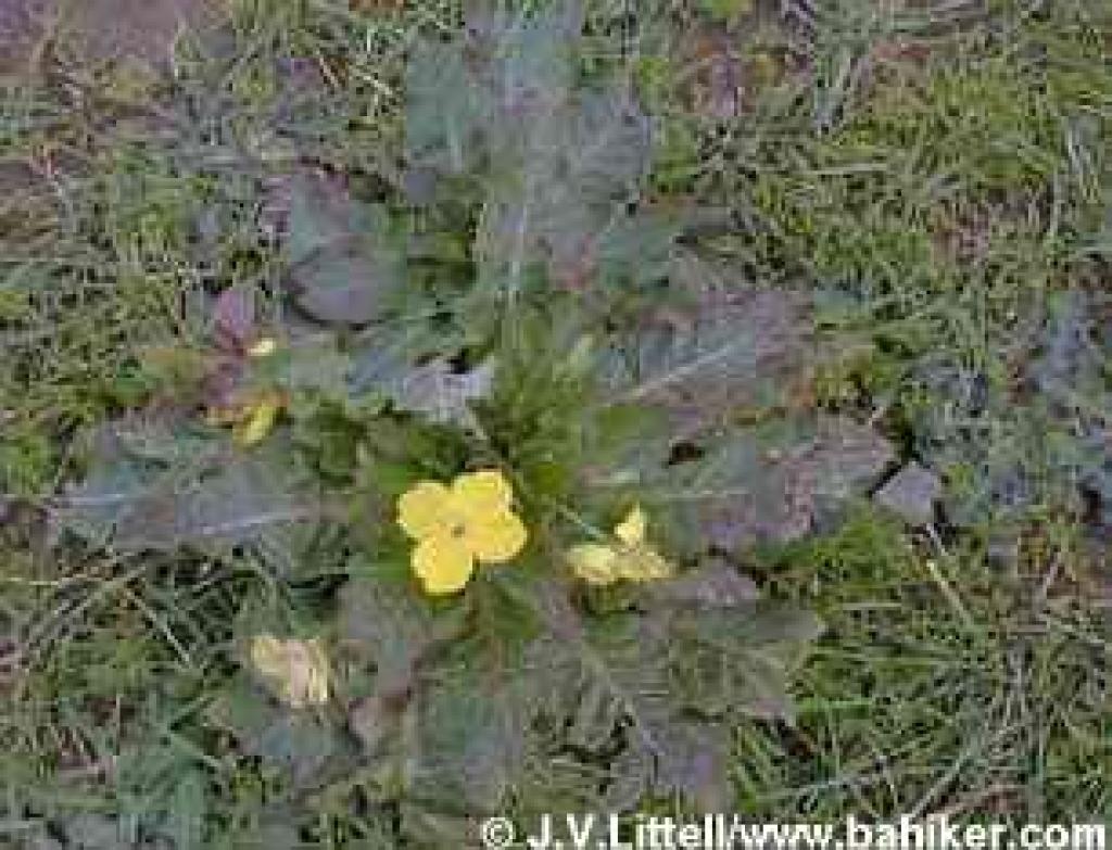 Suncups photo