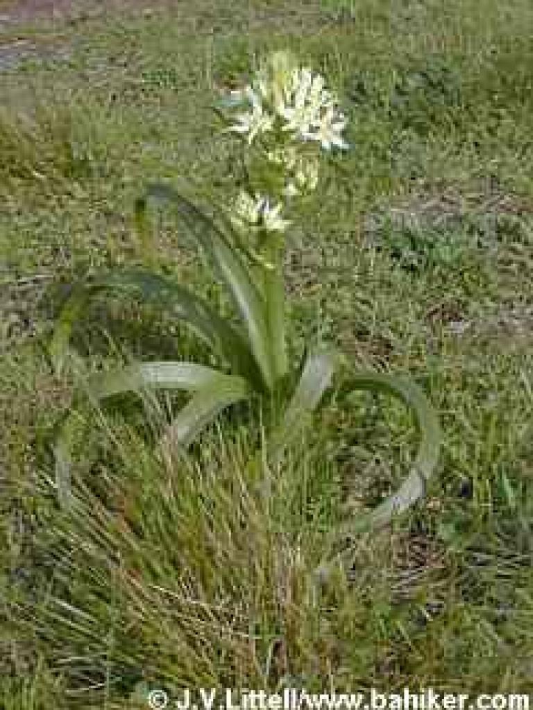 Fremont's camas photo