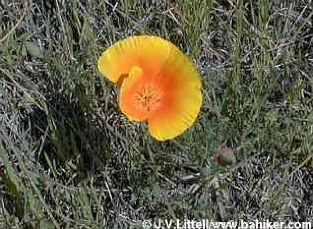 Poppy photo