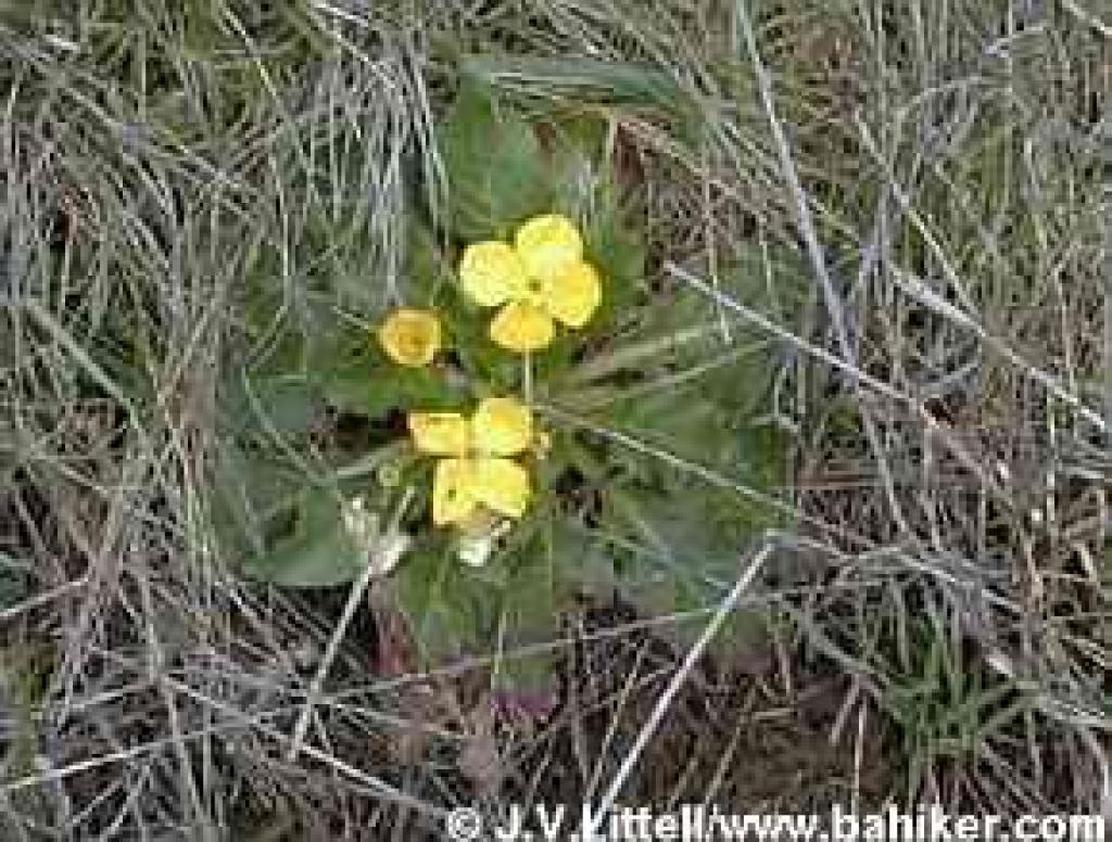 Suncups photo
