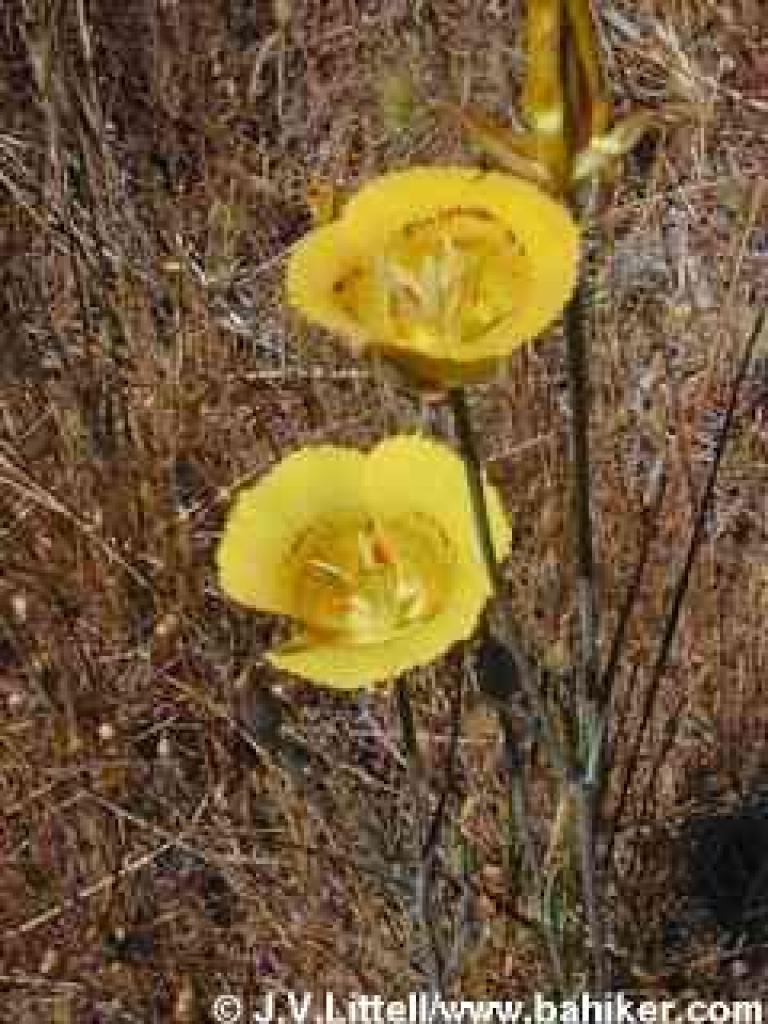 Yellow mariposa lily photo
