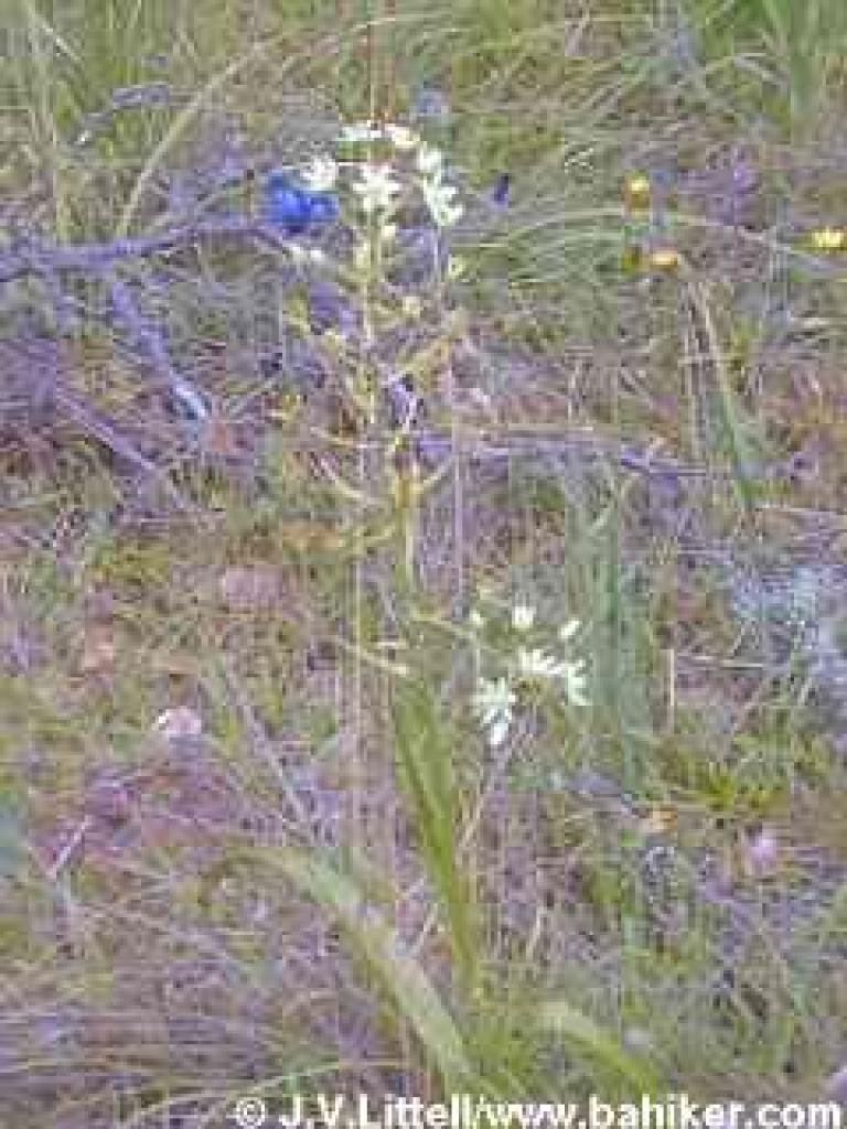 Fremont's camas photo
