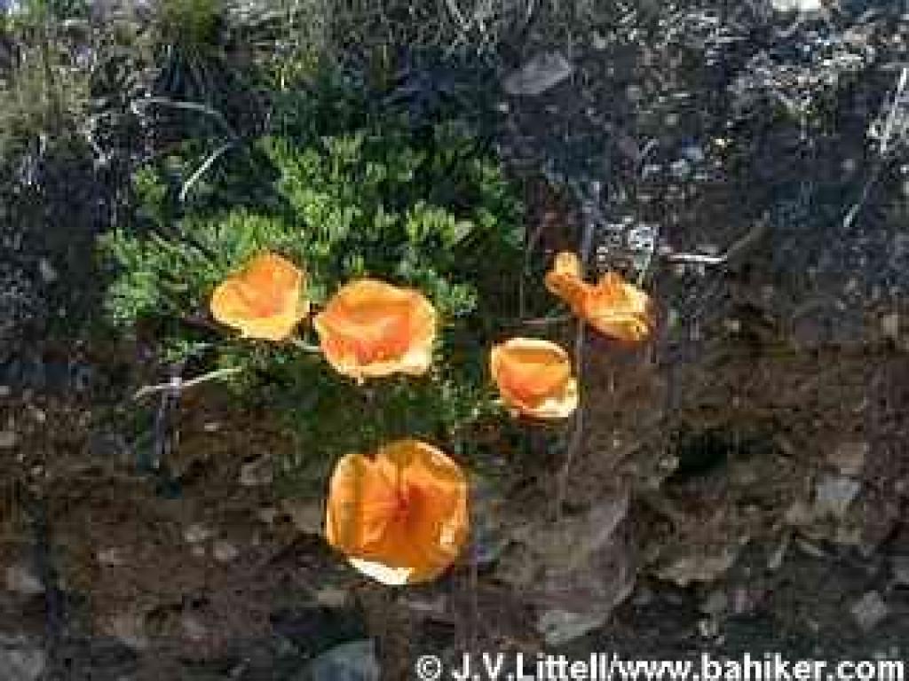 Poppies photo