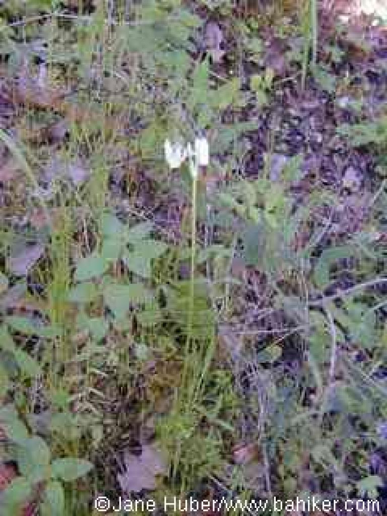 Padre's shooting star