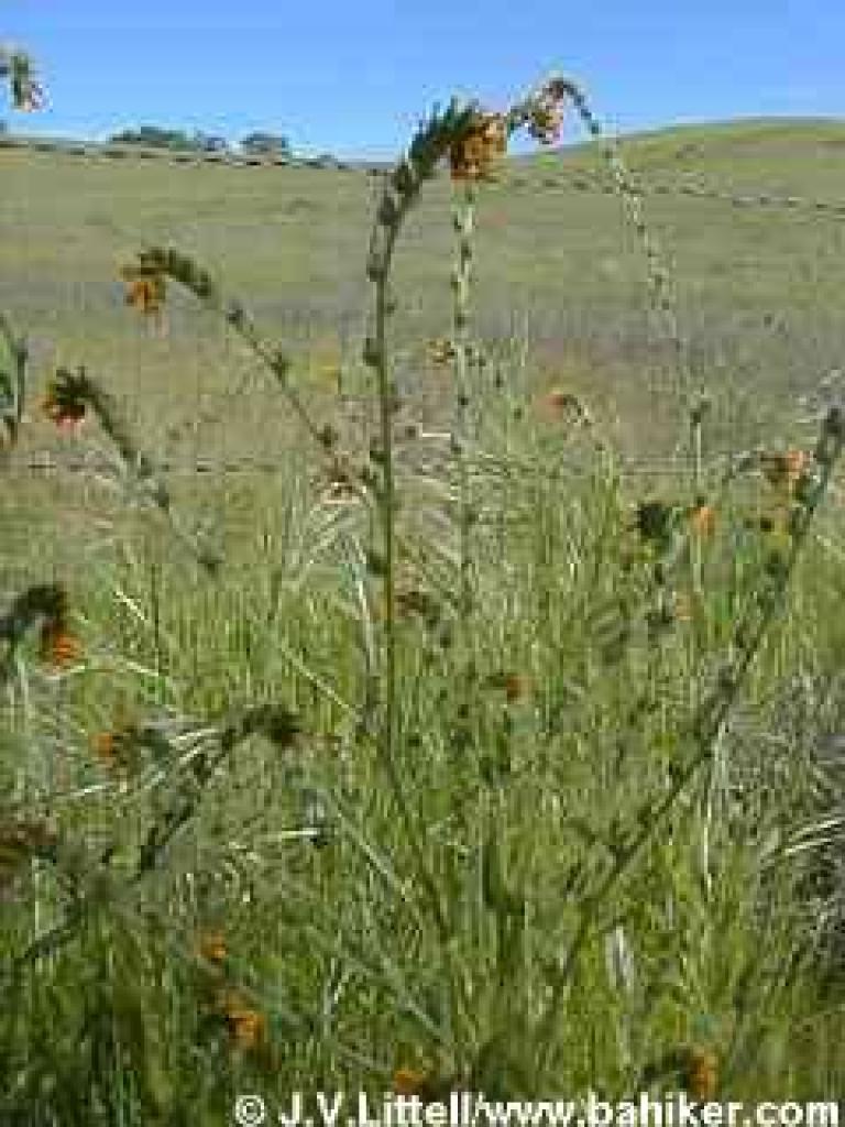 Fiddlenecks photo