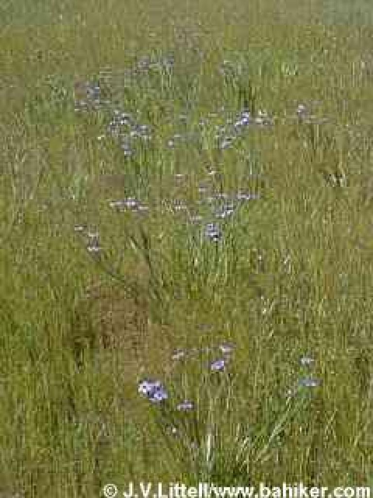 Blue-eyed grass photo