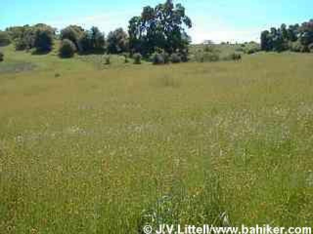 Fiddlenecks photo