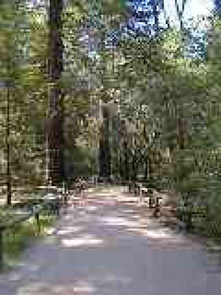 Redwood Trail