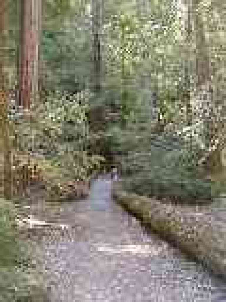 Crossing Blooms Creek