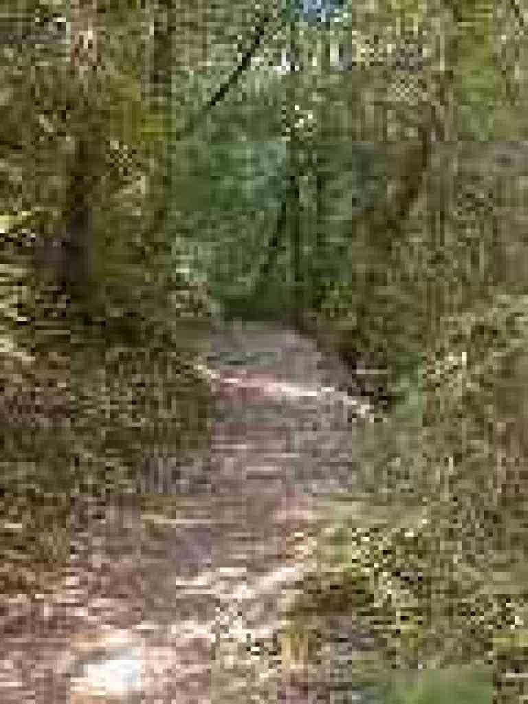 Pine Mountain Trail
