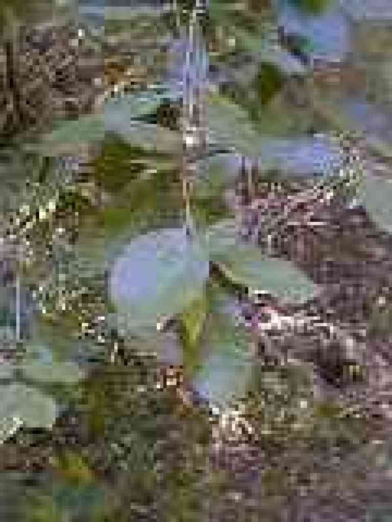 Tanoak