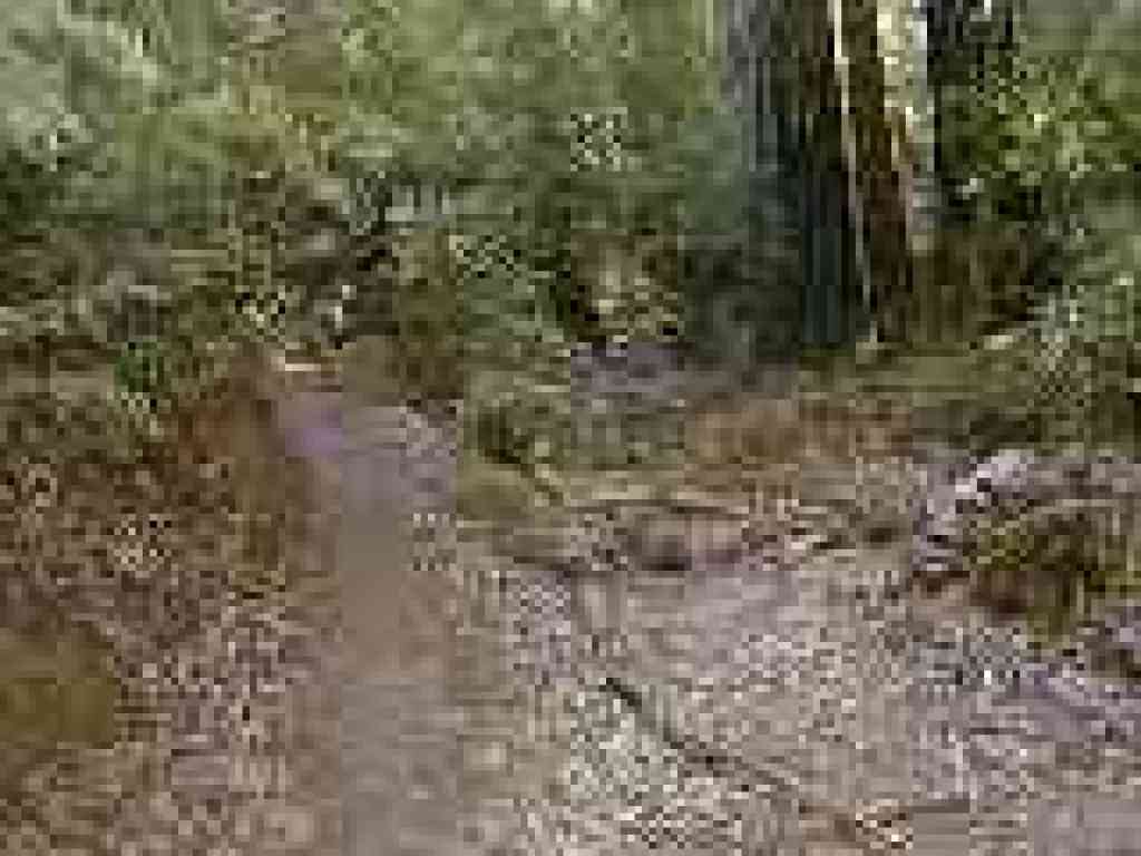 Trail