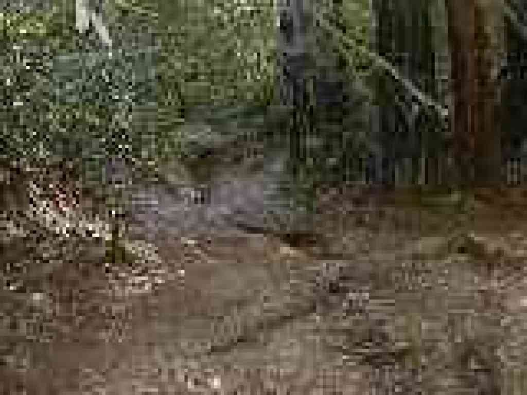 Creek crossing