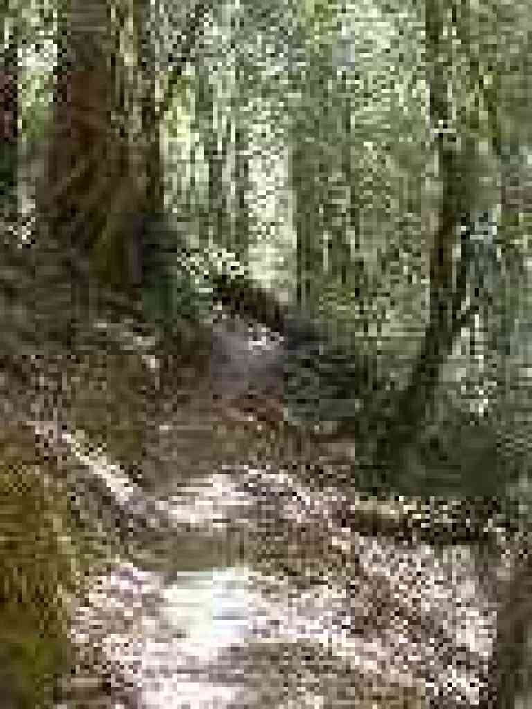 Under a redwood