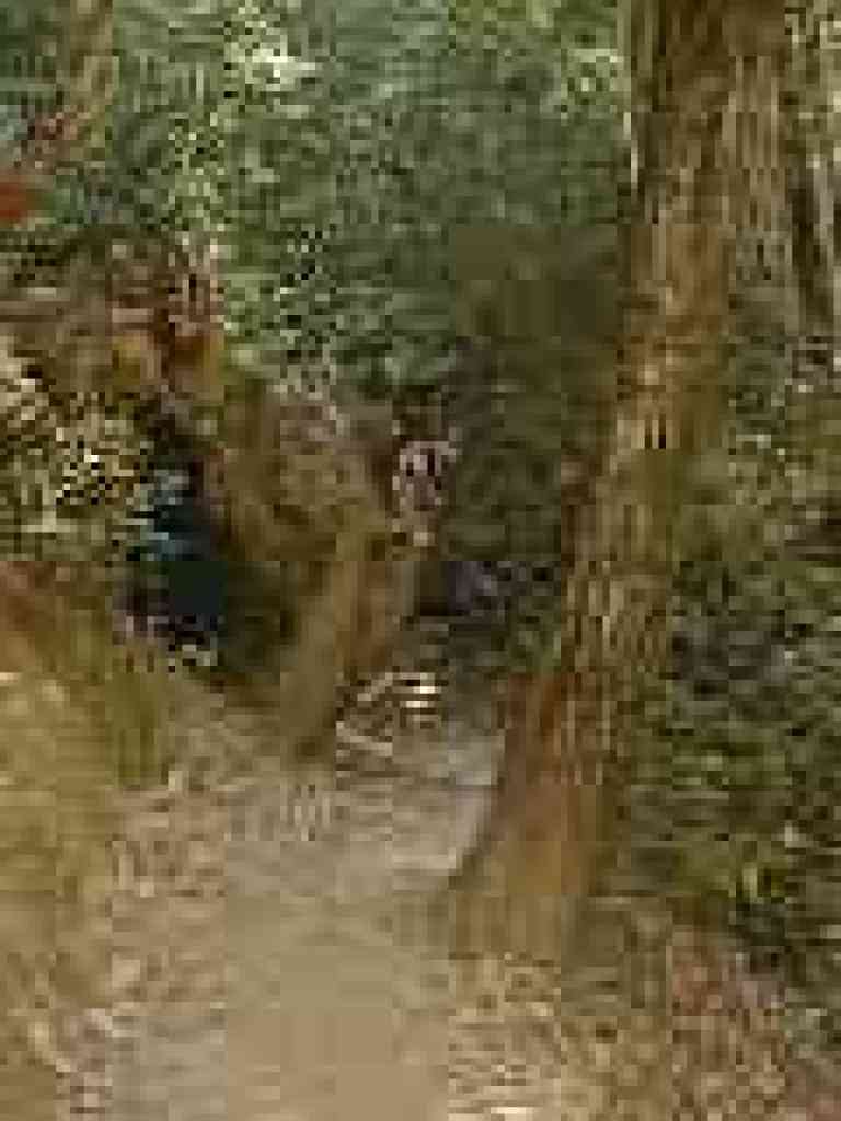 Passing a redwood