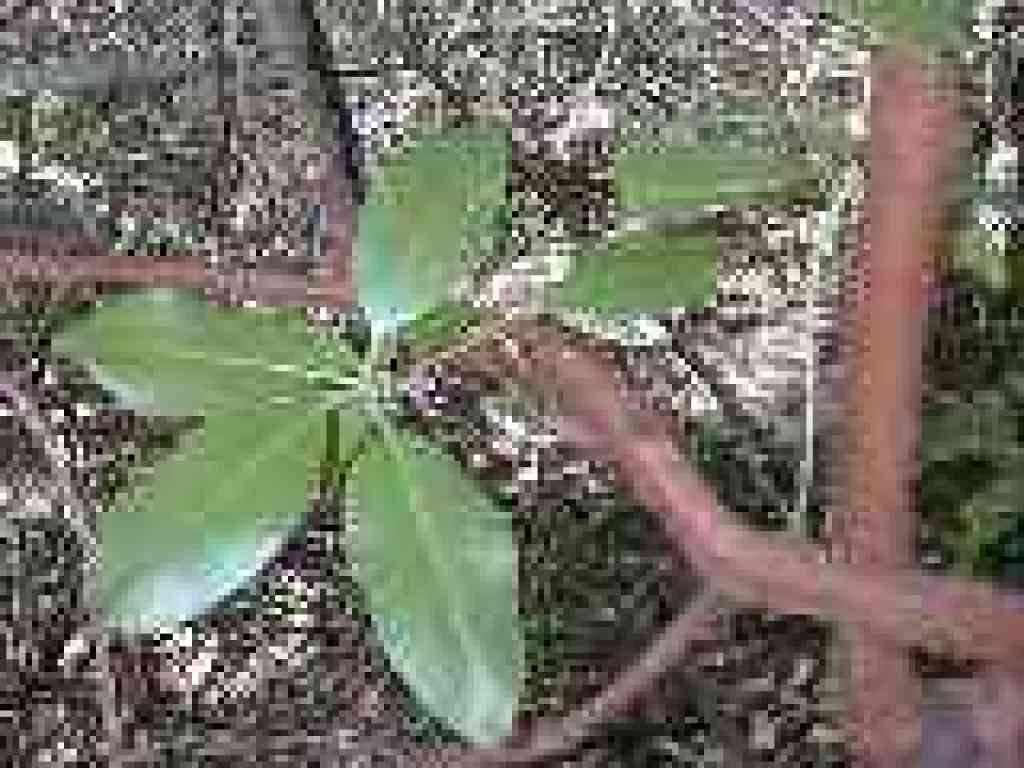 Madrone