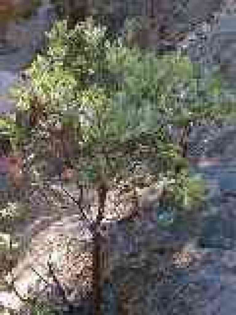 Manzanita