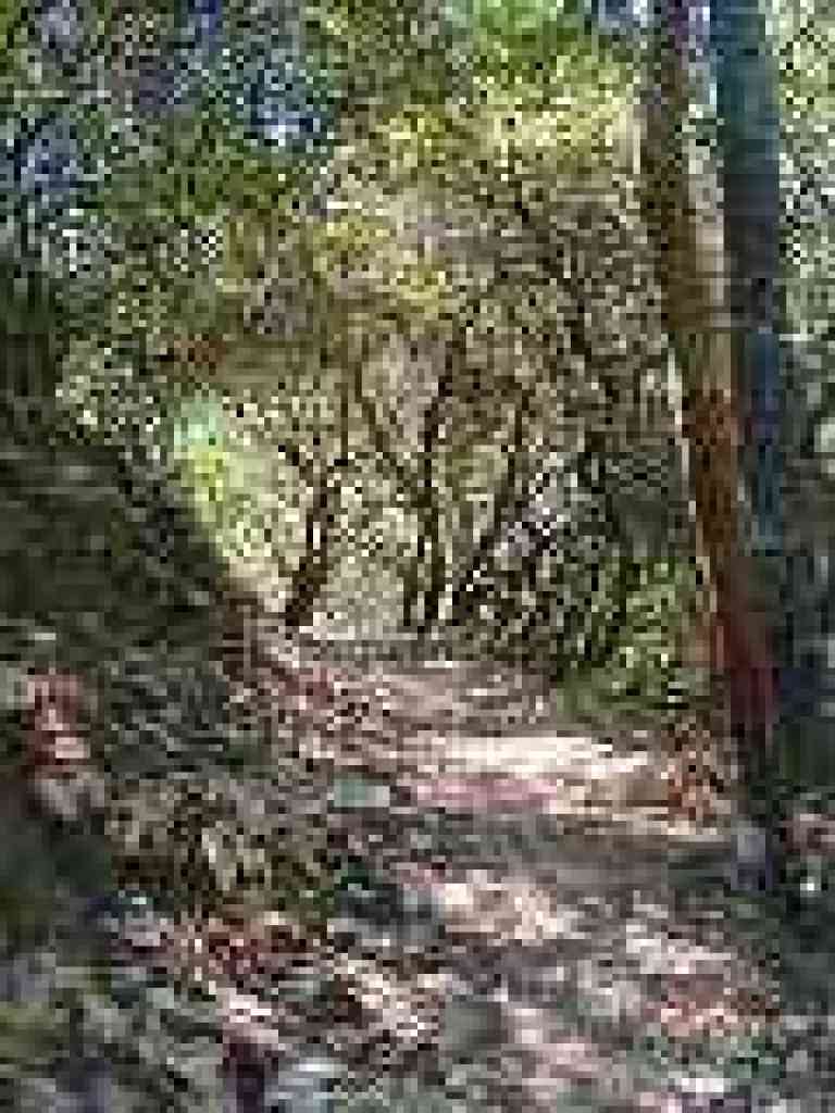 Madrones and manzanitas