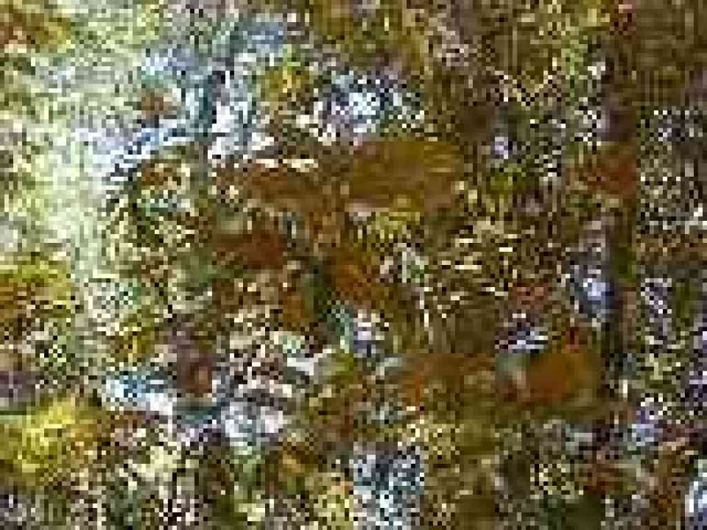 Chinquapin