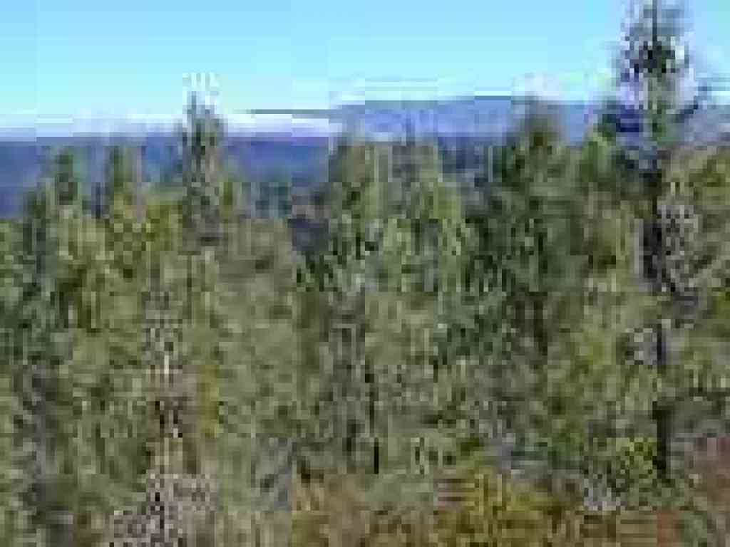 Pines and view