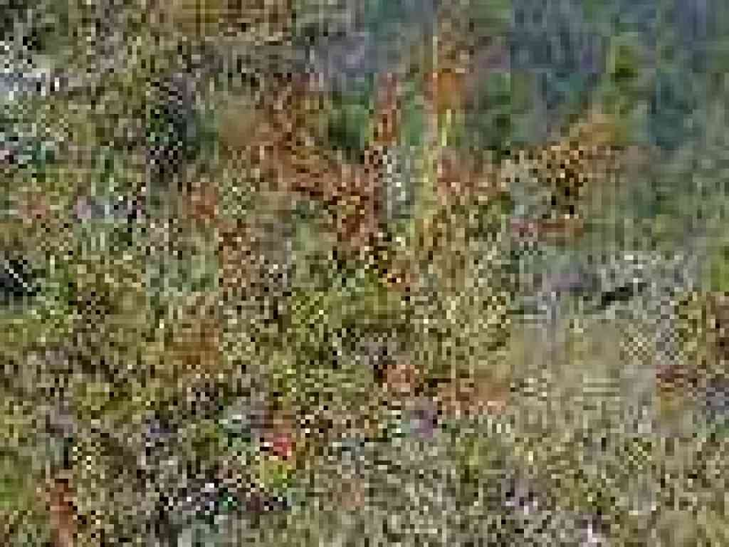 Chamise