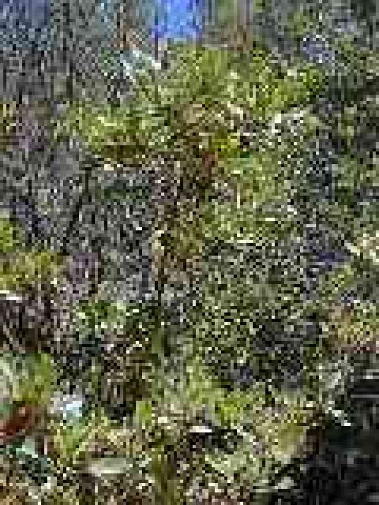 Toyon