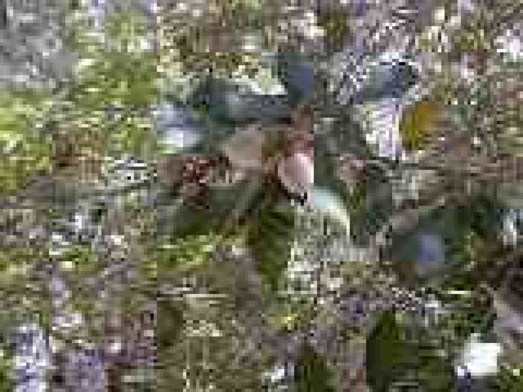 Tanoak