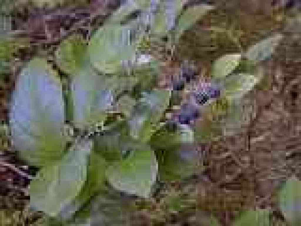 Salal