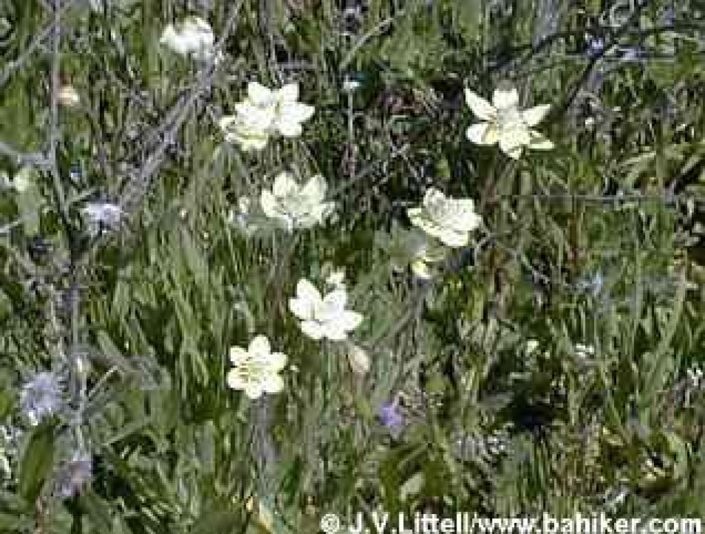 Creamcups photo