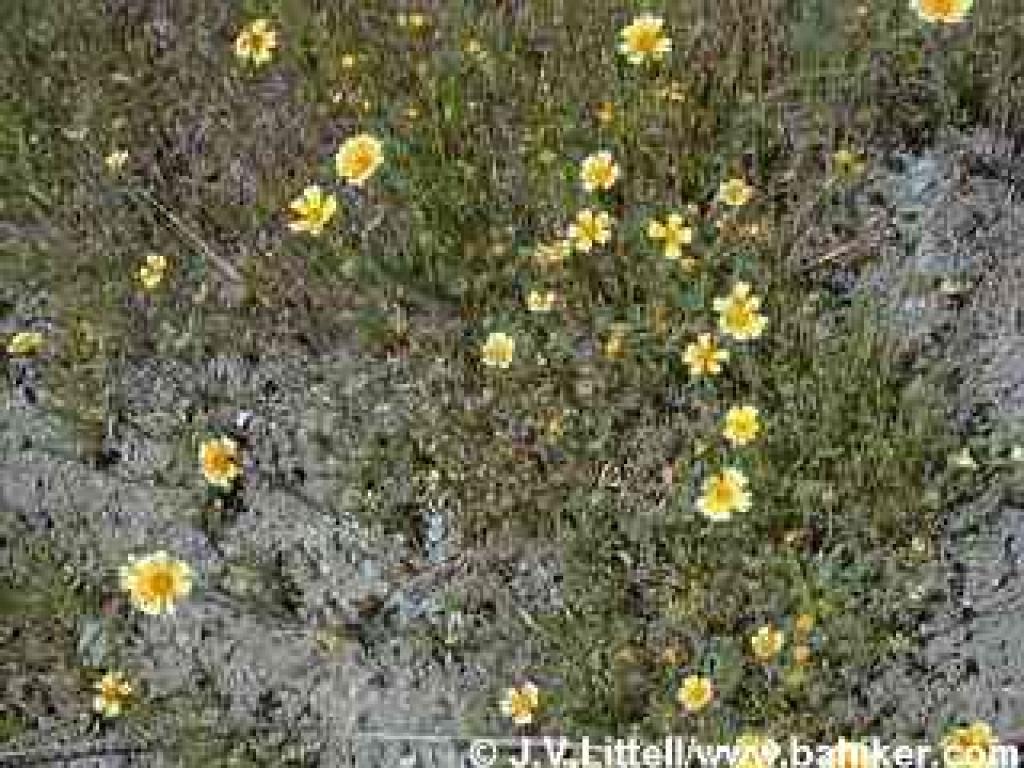 Tidytips photo