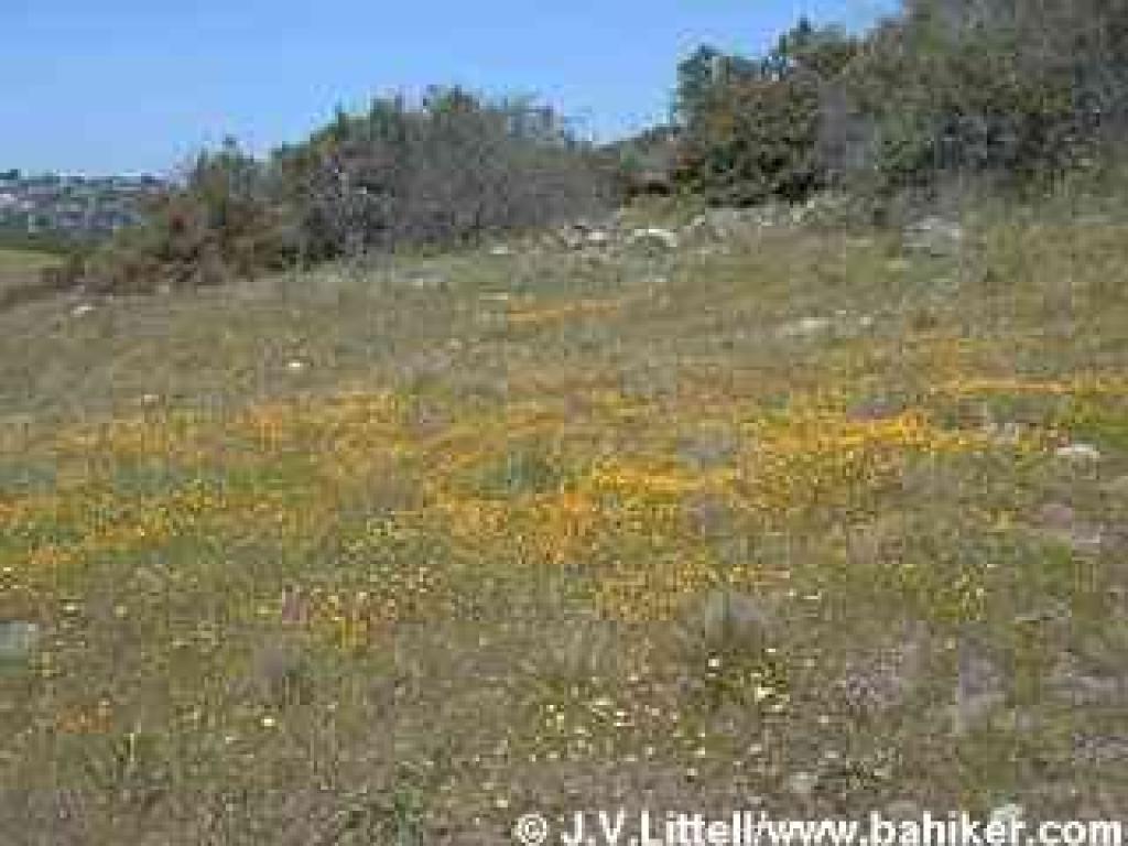 Goldenfields photo